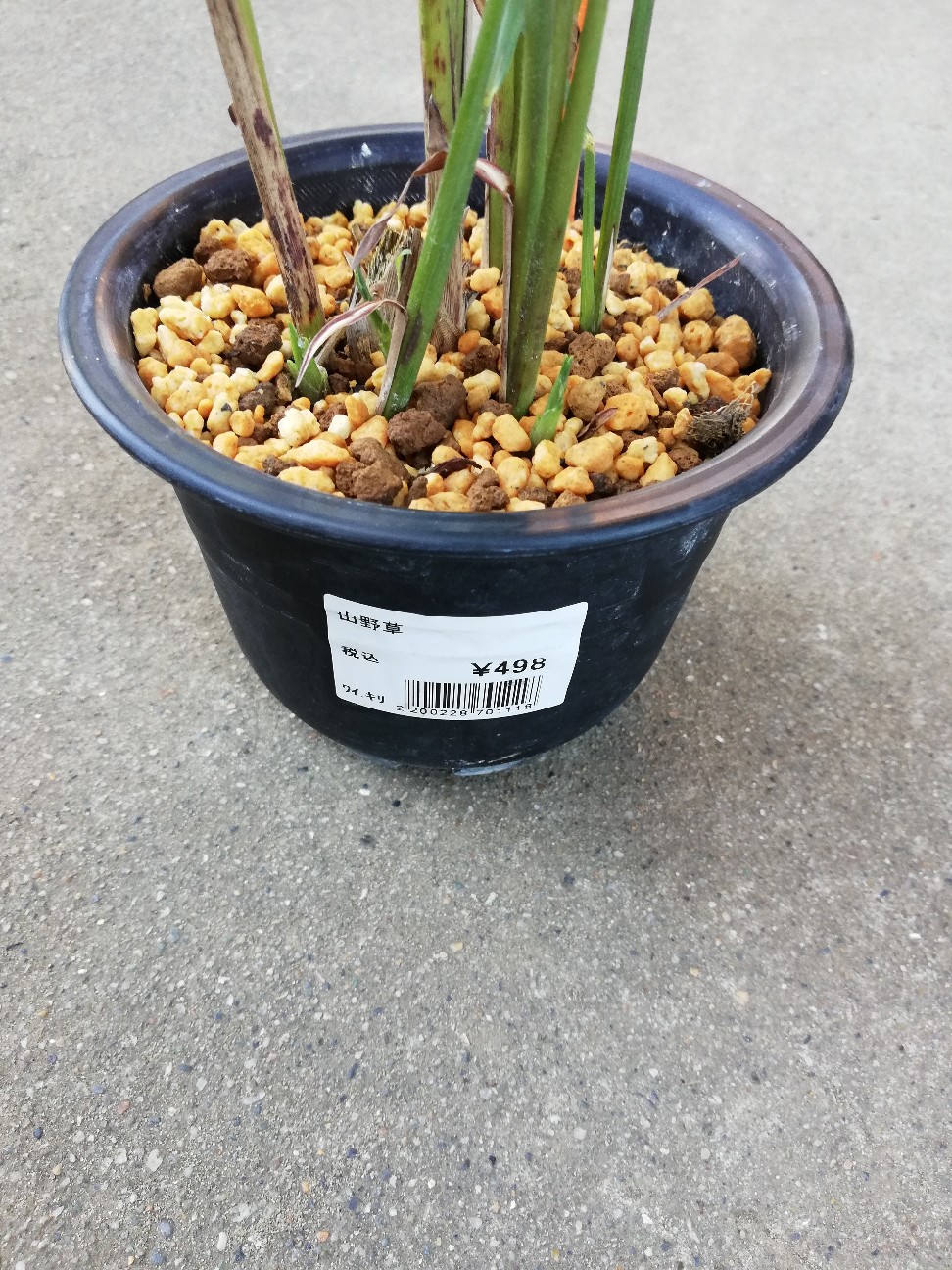 お金を出してススキを買う日が来るなんて思いもしなかった