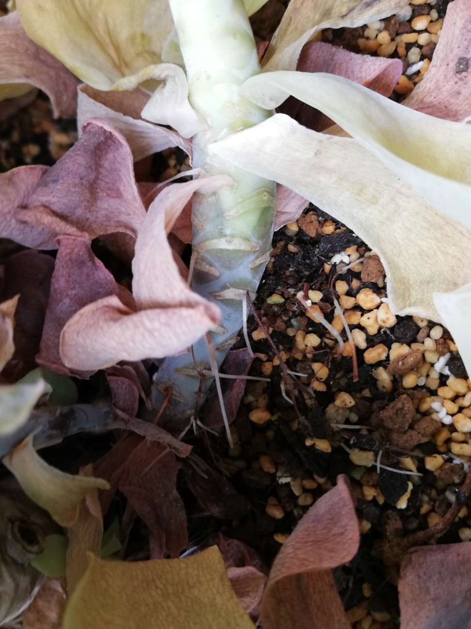 f:id:rockawaythemods:20200929160111j:image f:id:rockawaythemods:20200929160111j:image