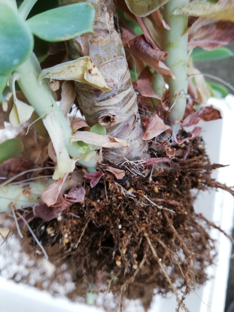 f:id:rockawaythemods:20200929193019j:image f:id:rockawaythemods:20200929193019j:image