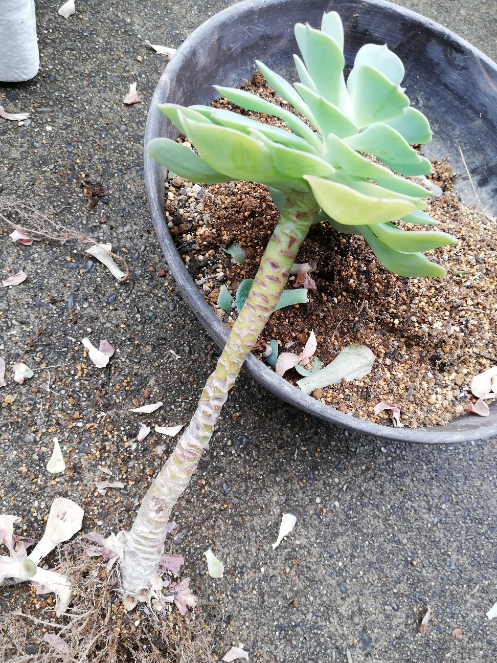 f:id:rockawaythemods:20200929193416j:plain f:id:rockawaythemods:20200929193416j:plain