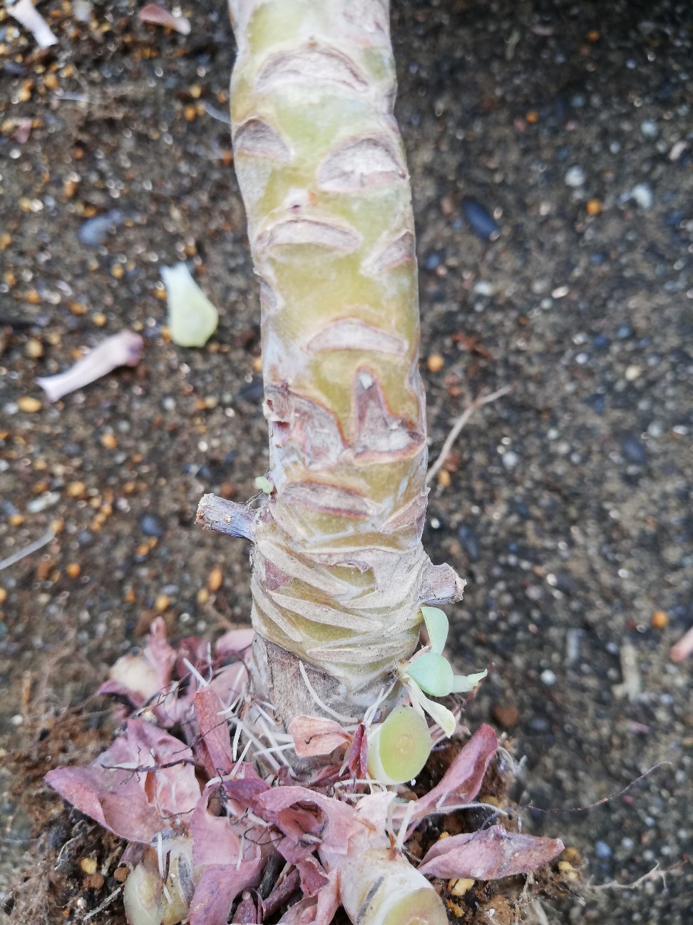 f:id:rockawaythemods:20200929193452j:image f:id:rockawaythemods:20200929193452j:image