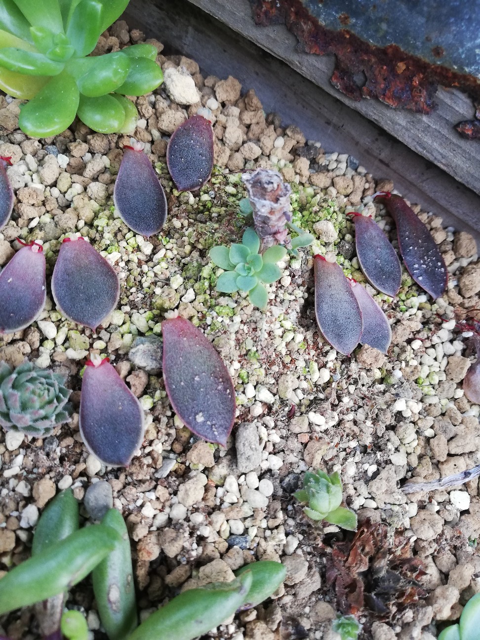 f:id:rockawaythemods:20200929201646j:image f:id:rockawaythemods:20200929201646j:image