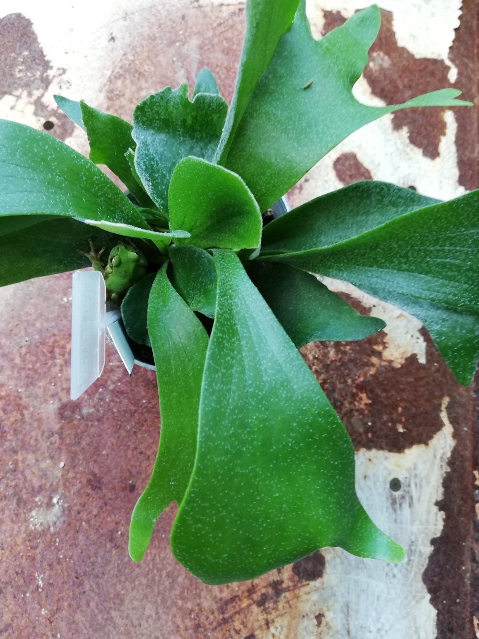 f:id:rockawaythemods:20201006155432j:image