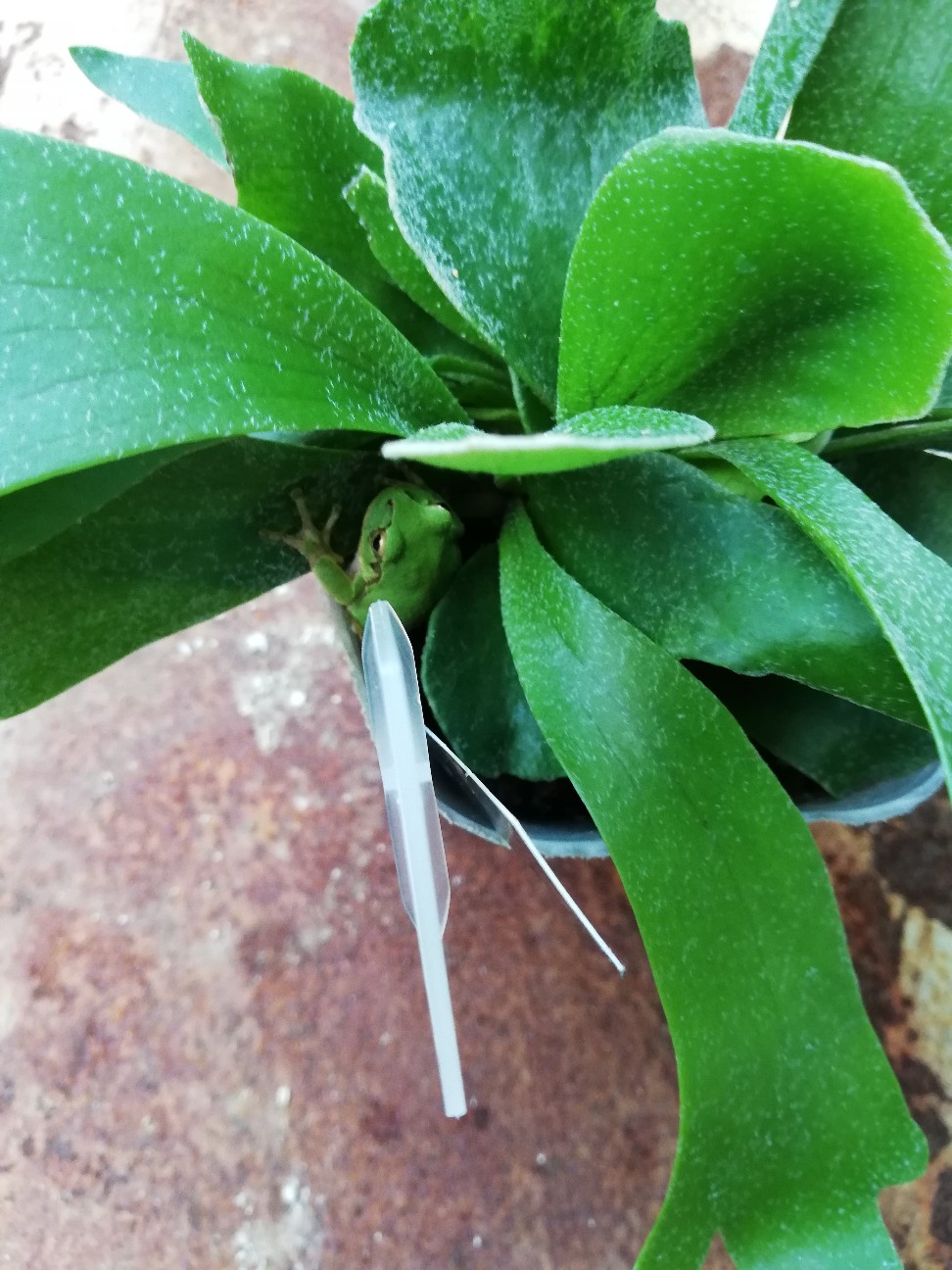 f:id:rockawaythemods:20201006155451j:image