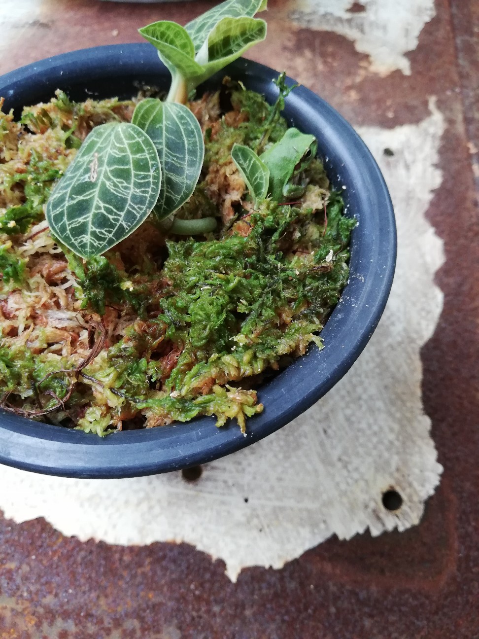 f:id:rockawaythemods:20201007161815j:image