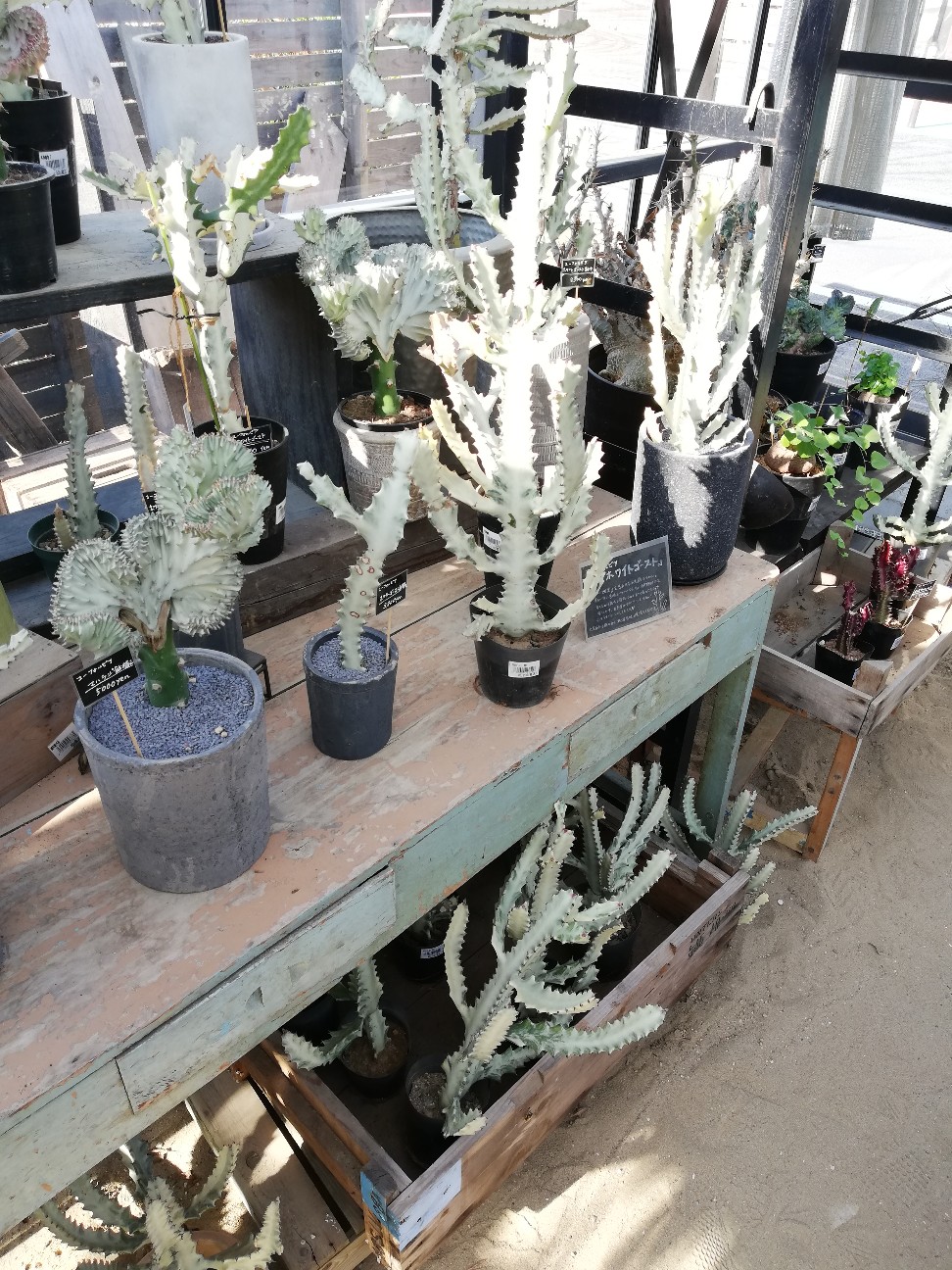 the Farm UNIVERSAL CHIBA(ザ ファーム ユニバーサル チバ)へ2021年初来店春の陣！密を回避し多肉植物目掛けてGO