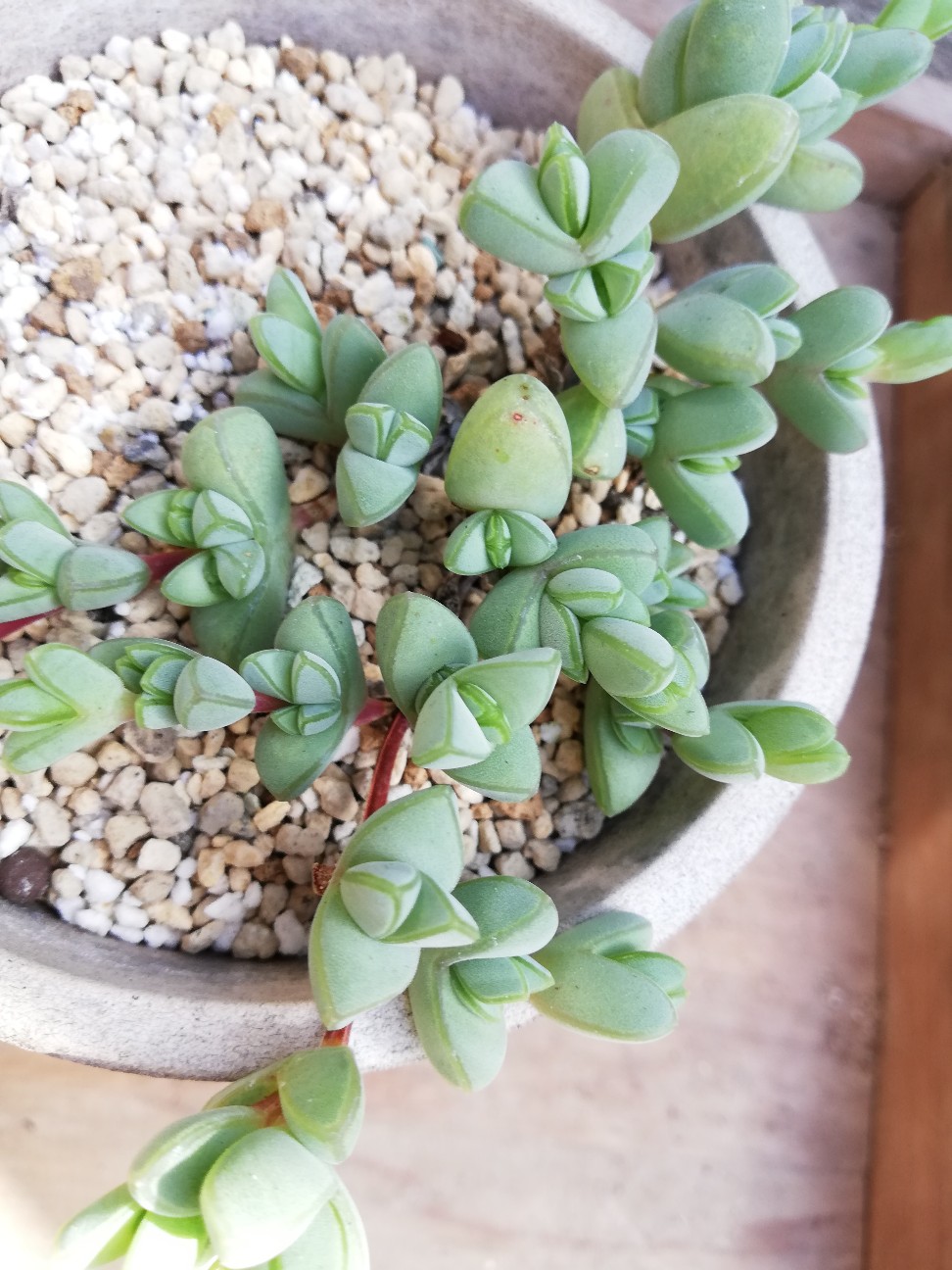 碧漁連(へきぎょれん)のマイホームを新築！これで春の生育期はバッチリ