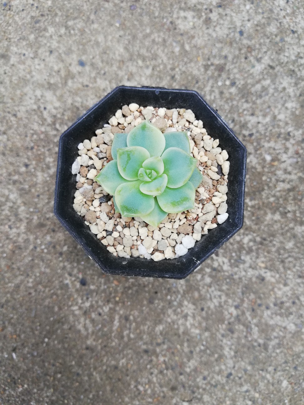 親株 超デカベリア 札付き✡️ラウリンゼ×青典牡丹✡️多肉 オーズさん