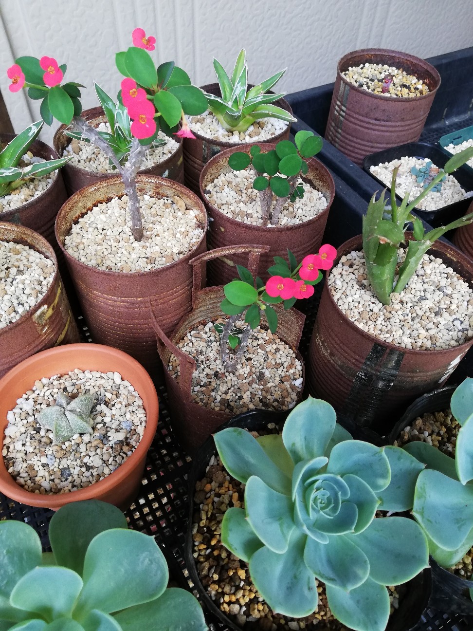 ユーフォルビアのハナキリン 花キリン の開花 チャーミングな熱いキッスを喰らう カクタスヴィル