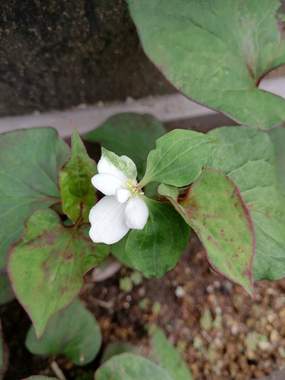 八重のドクダミの開花と先祖返りの心配 カクタスヴィル 八重のドクダミの開花と先祖返りの心配 カクタスヴィル