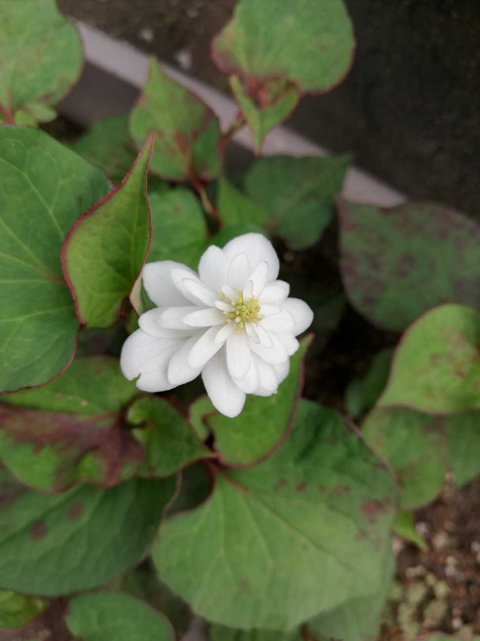 八重のドクダミの開花と先祖返りの心配 カクタスヴィル 八重のドクダミの開花と先祖返りの心配 カクタスヴィル