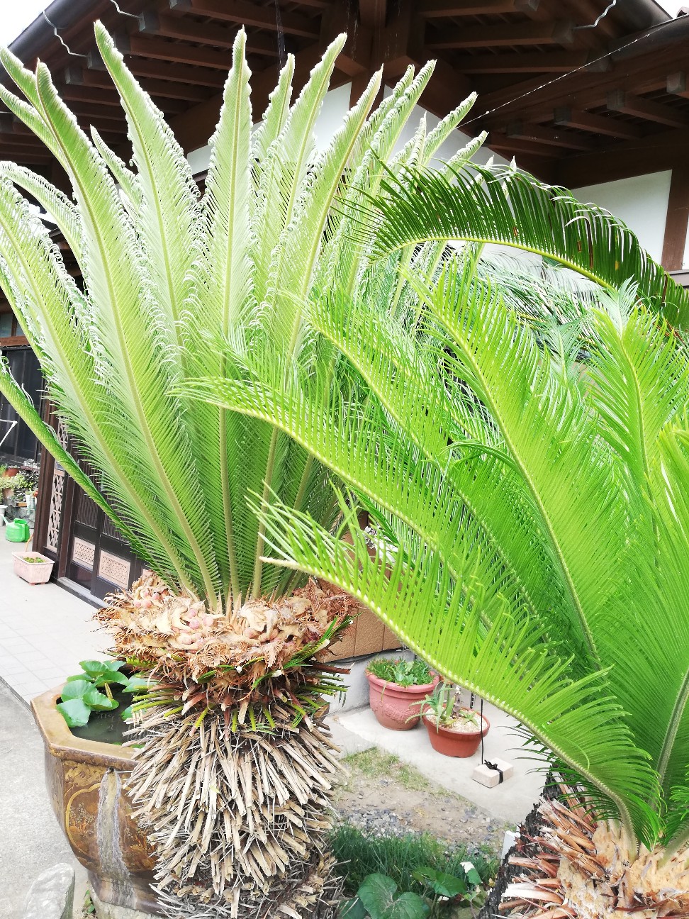 f:id:rockawaythemods:20210628132103j:image f:id:rockawaythemods:20210628132103j:image