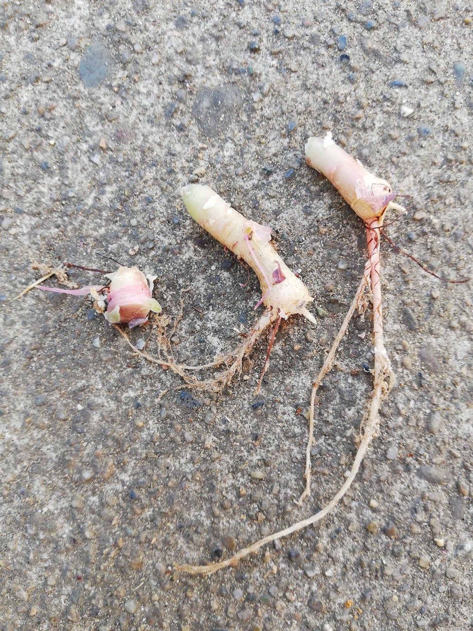 f:id:rockawaythemods:20210710151933j:image f:id:rockawaythemods:20210710151933j:image