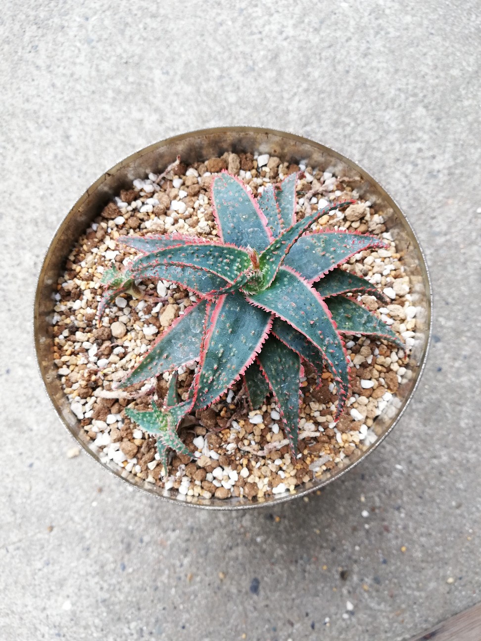 f:id:rockawaythemods:20210903152249j:image