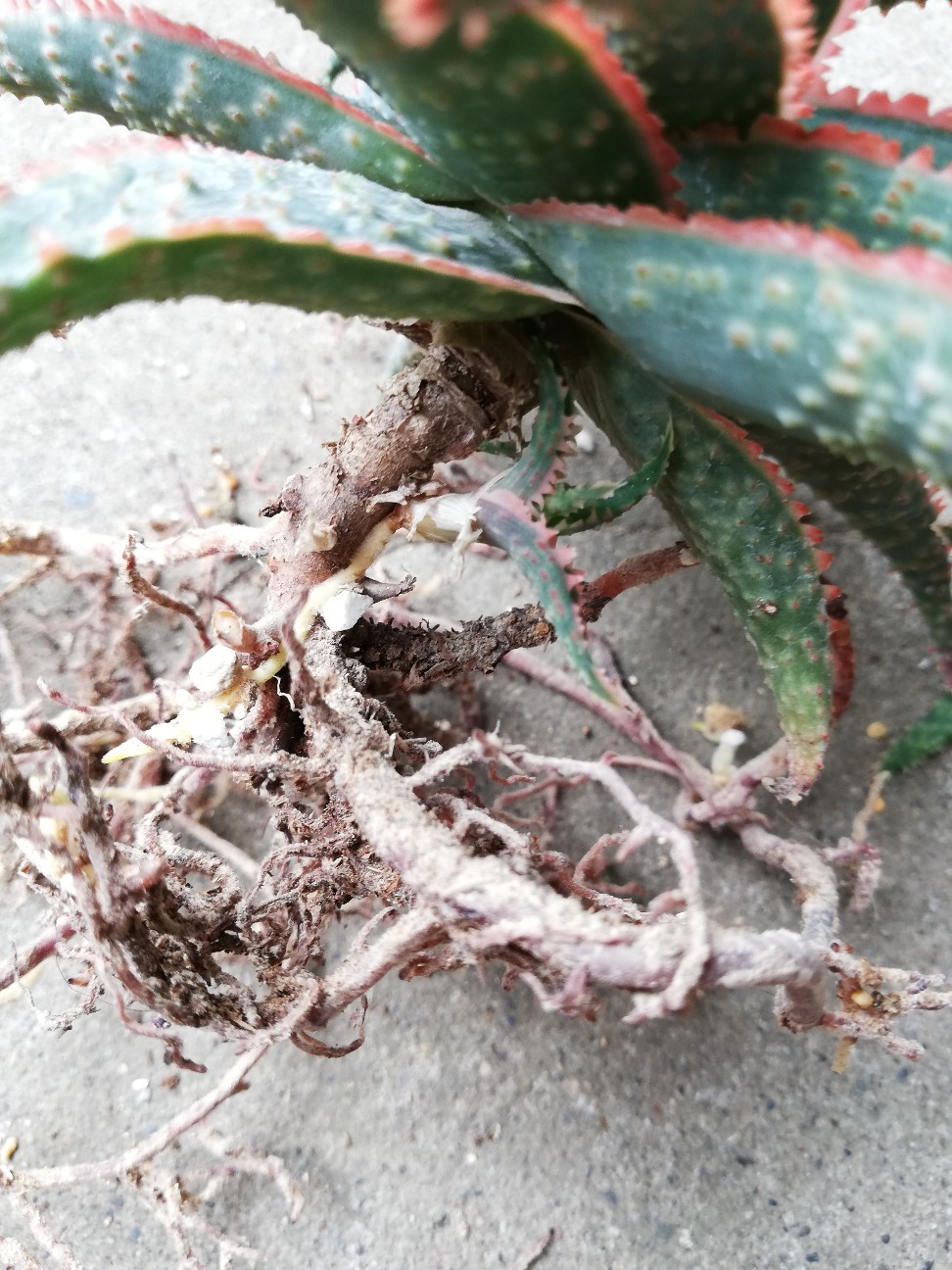 f:id:rockawaythemods:20210903152501j:image