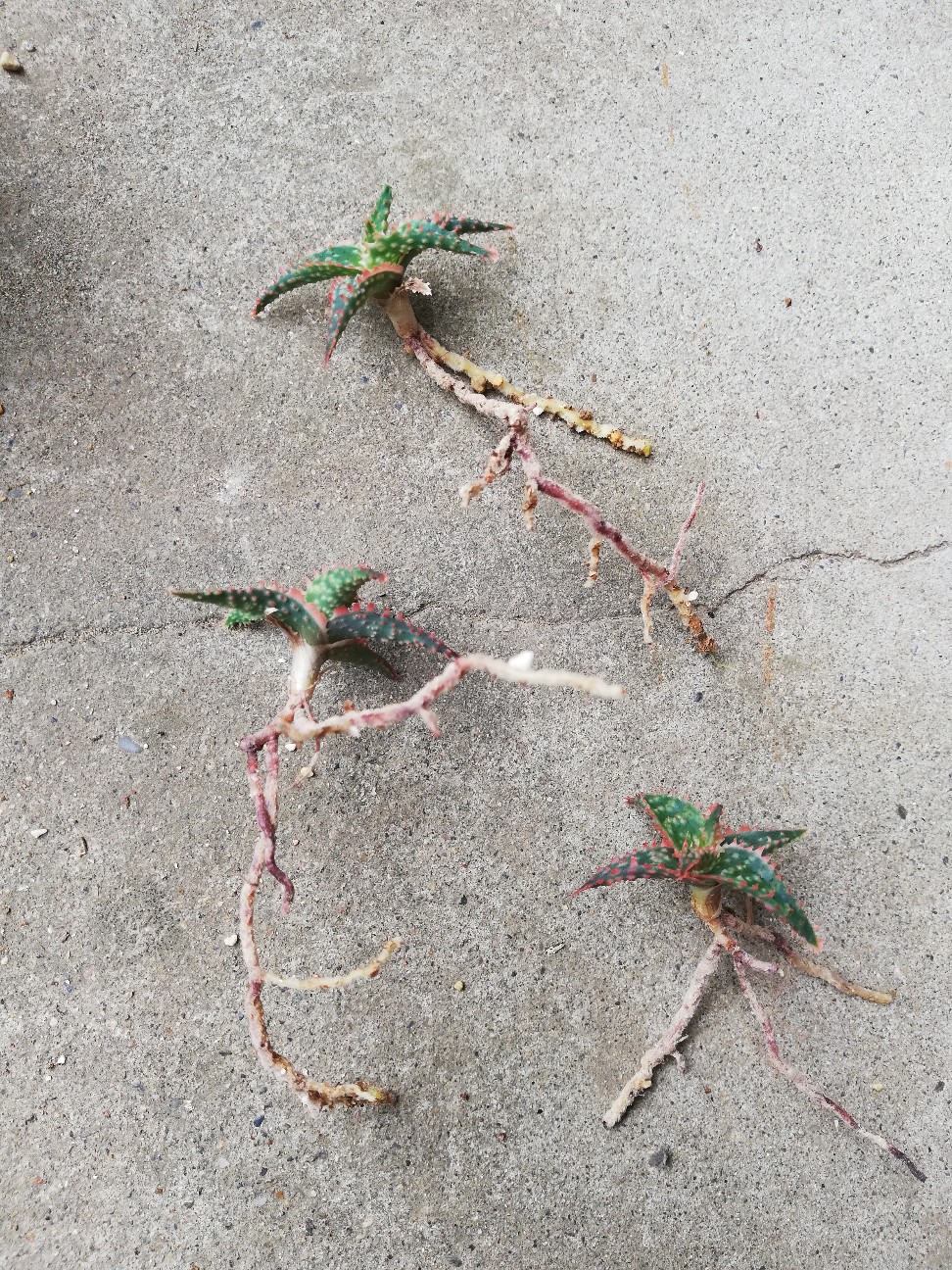 f:id:rockawaythemods:20210903152530j:image