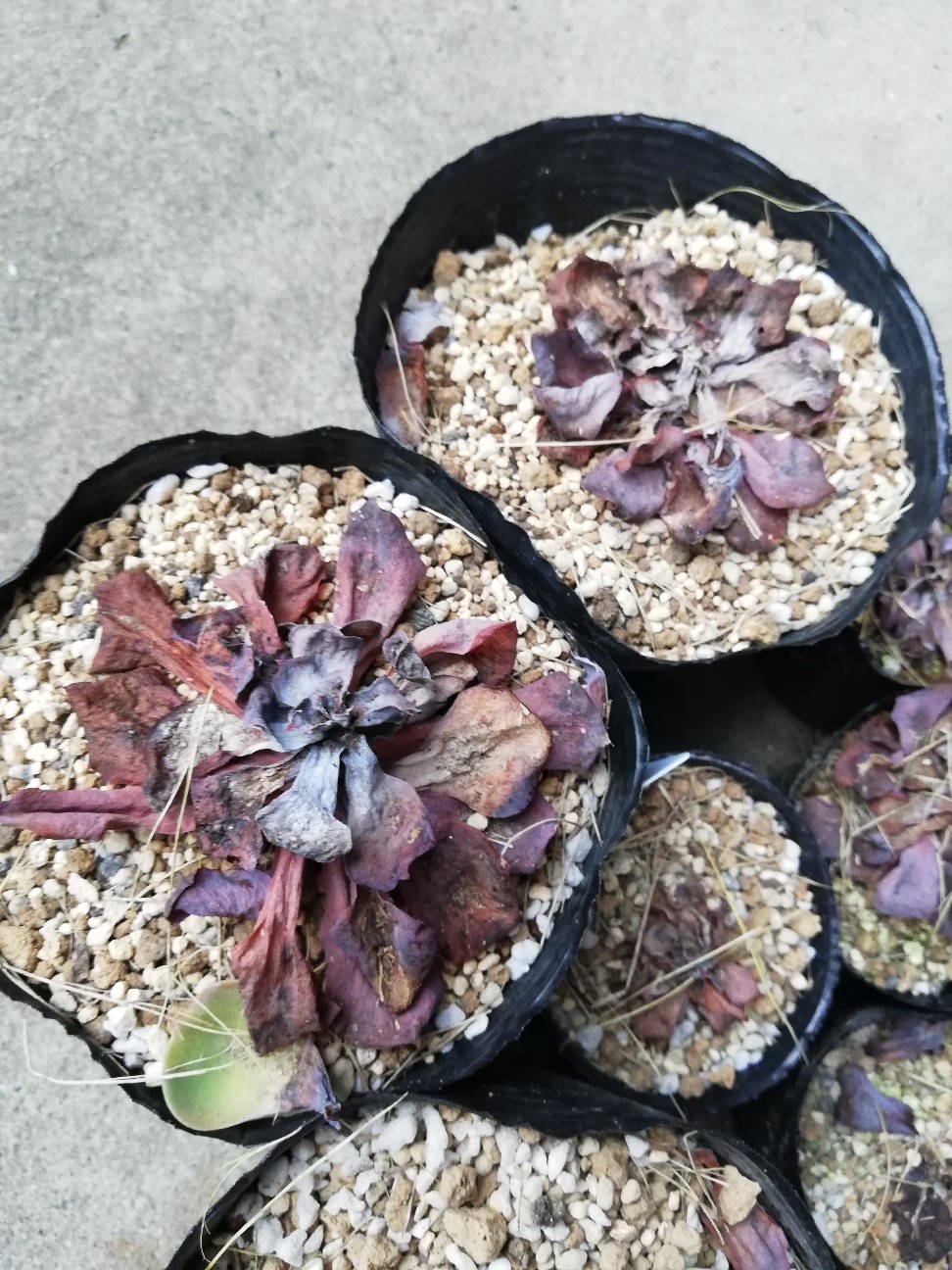 f:id:rockawaythemods:20210907150406j:image