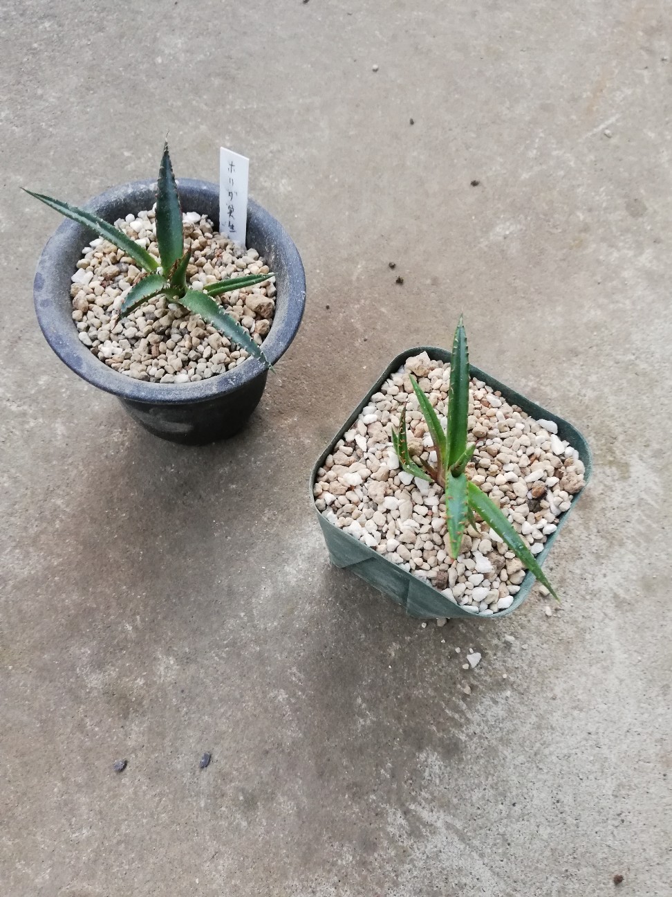 f:id:rockawaythemods:20211006144937j:image