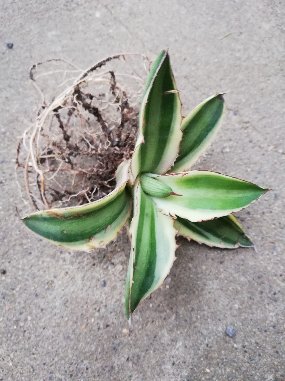 f:id:rockawaythemods:20211018054952j:image f:id:rockawaythemods:20211018054952j:image