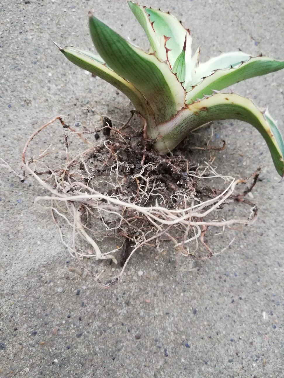 f:id:rockawaythemods:20211018055014j:image f:id:rockawaythemods:20211018055014j:image