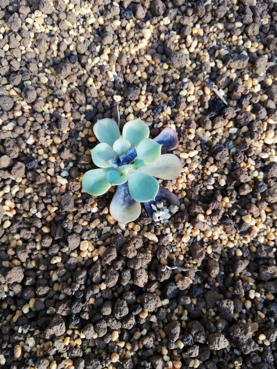 f:id:rockawaythemods:20211104055837j:image