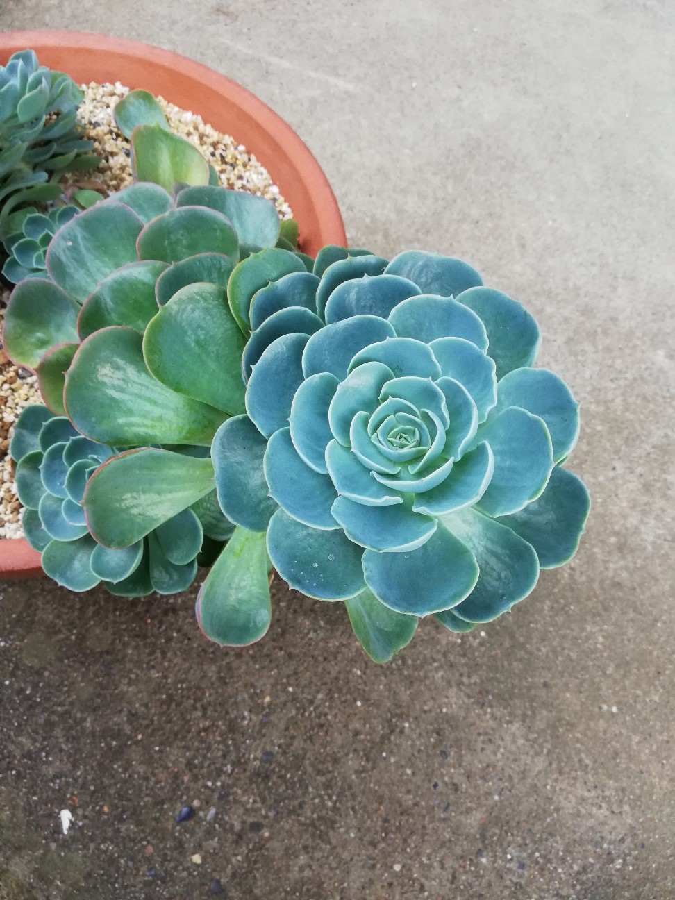 賑わう七福神の鉢！エケベリア七福神狩りをしてみました