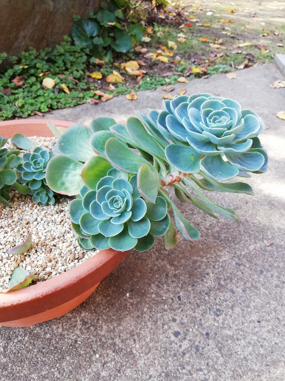 賑わう七福神の鉢！エケベリア七福神狩りをしてみました！ - カクタス