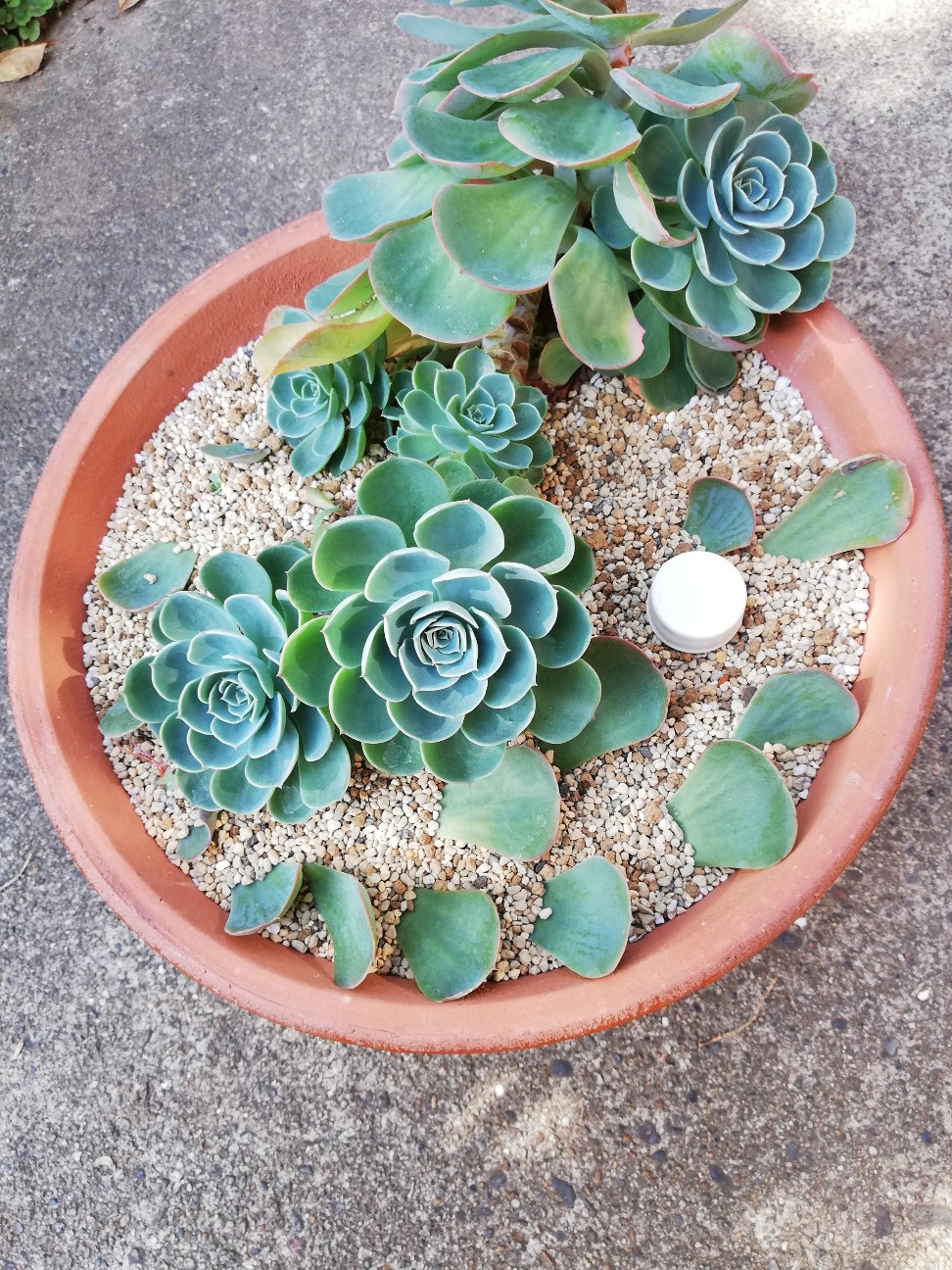 賑わう七福神の鉢！エケベリア七福神狩りをしてみました！ - カクタス