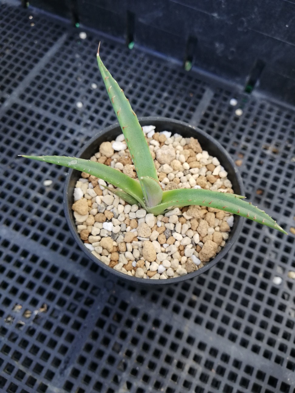 f:id:rockawaythemods:20211109144603j:image