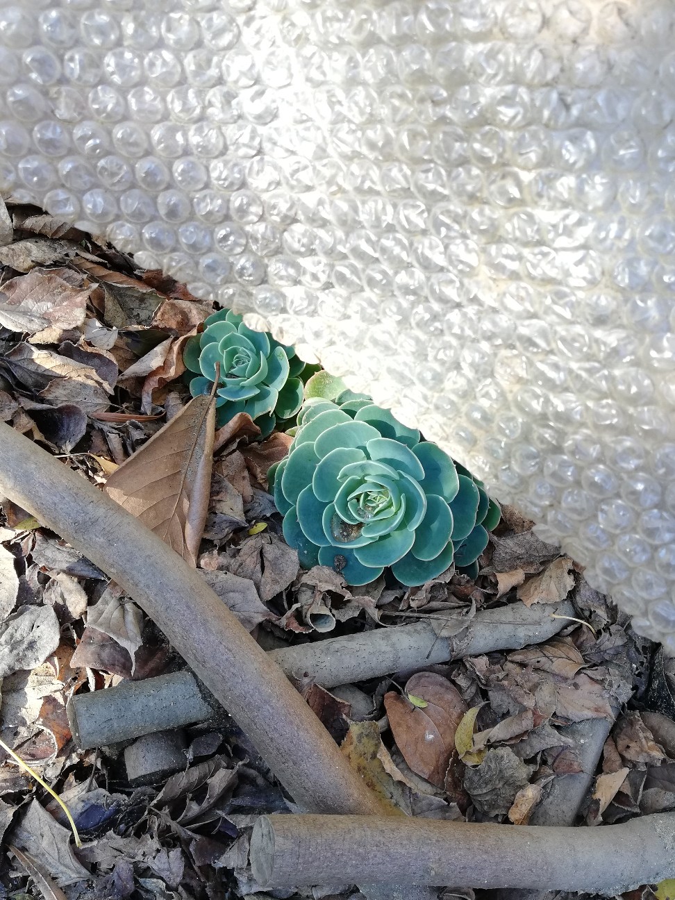 地植え用に放たれヘビーな環境下でも健気に耐える七福神達 カクタスヴィル