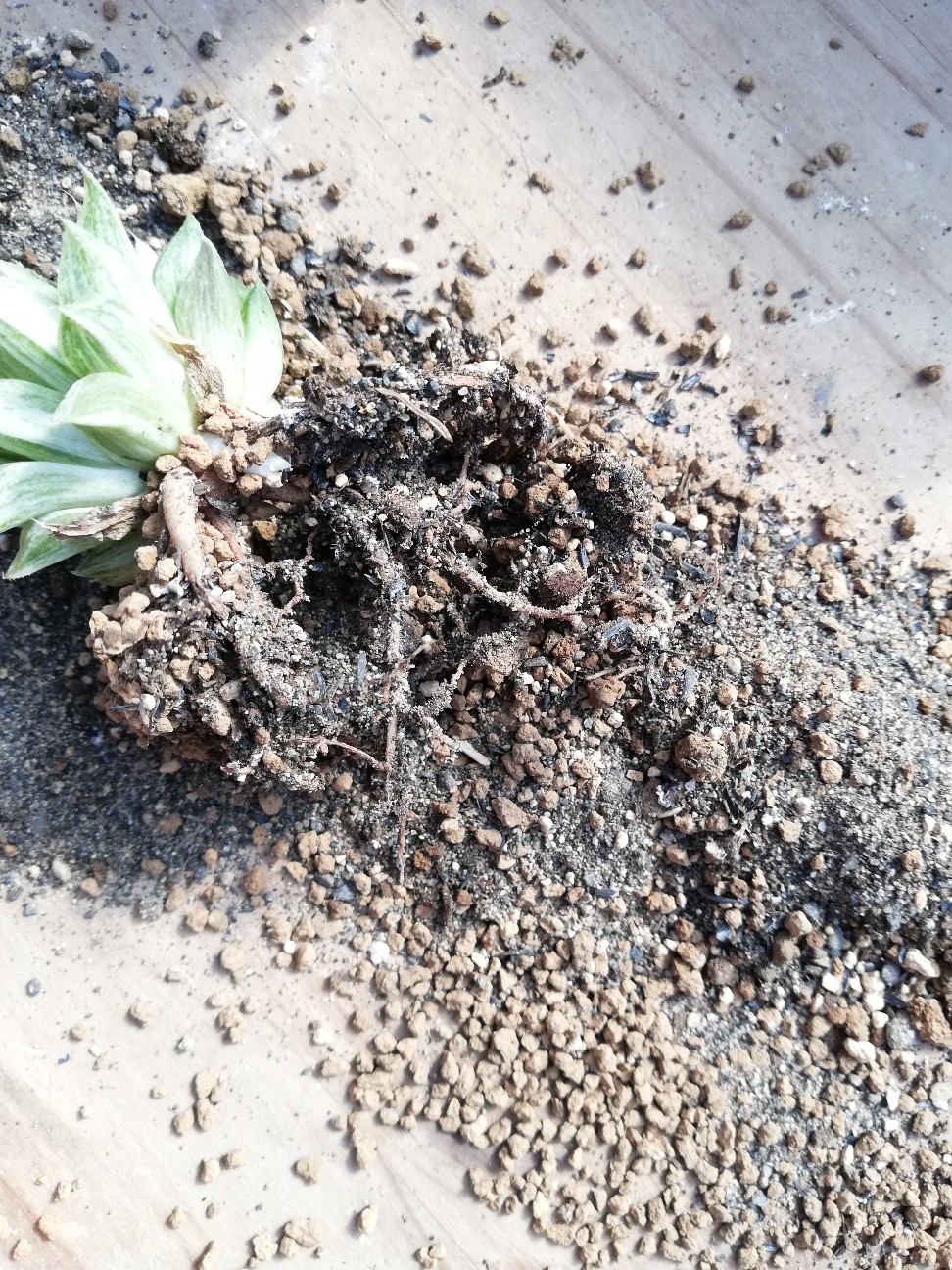 f:id:rockawaythemods:20220210220257j:image