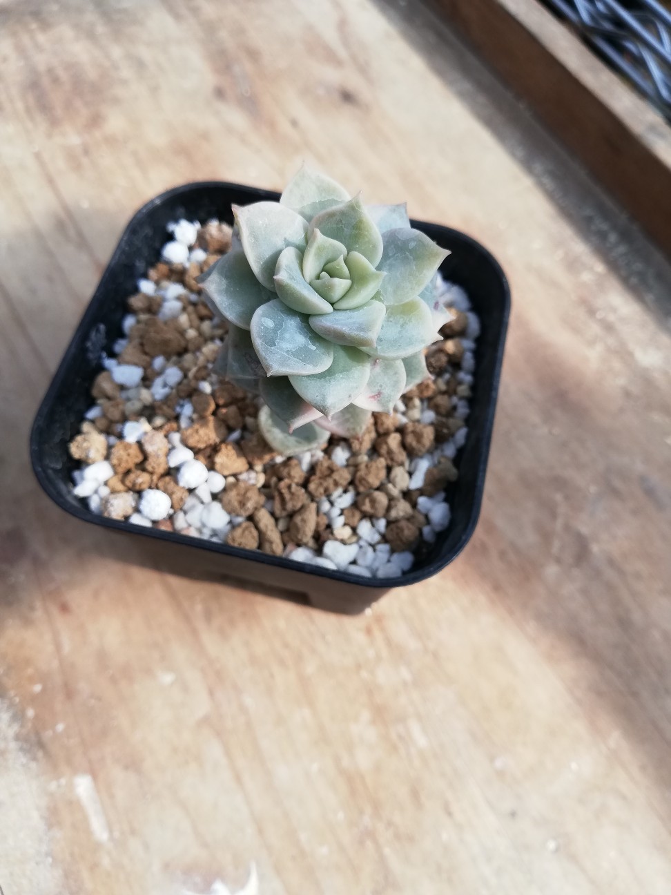 グラプトベリアの白牡丹錦を増やします！ - カクタスヴィル