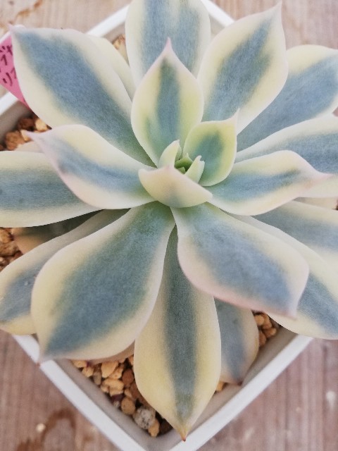 Top【選抜株】多肉植物　21952 ピーコック　フェザーズ12個　鉢無し/脱土 ブルーピーコック#多肉ポット苗 #多肉ミックス苗 #多肉植物卸売 #多肉