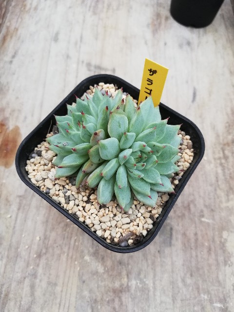 f:id:rockawaythemods:20220902053029j:image f:id:rockawaythemods:20220902053029j:image