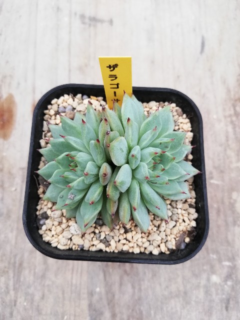 f:id:rockawaythemods:20220902053105j:image f:id:rockawaythemods:20220902053105j:image