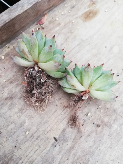 f:id:rockawaythemods:20220902053213j:image f:id:rockawaythemods:20220902053213j:image