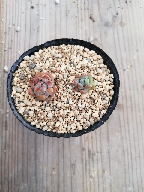 f:id:rockawaythemods:20221205174859j:image