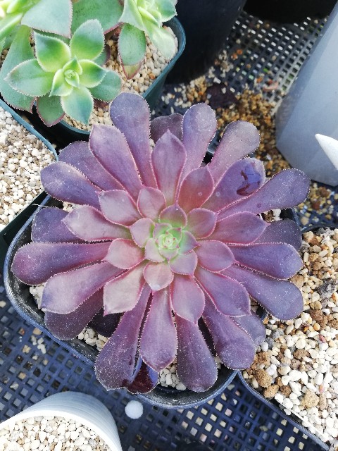 冬型の多肉植物アエオニウムが元気です！ - カクタスヴィル