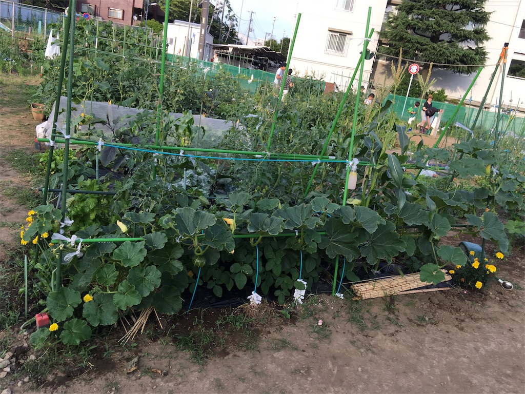 つるなしやっこ かぼちゃ とメロンの成長 猫好き主婦の畑日記 つるなしやっこ かぼちゃ とメロンの成長 猫好き主婦の畑日記