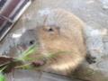 カピバラくっそかわいいL( ＾ω＾ )┘