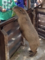 カピバラでかいｗ
