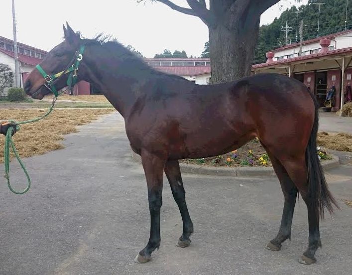 f:id:rockeyhy:20160116122412j:image:w272