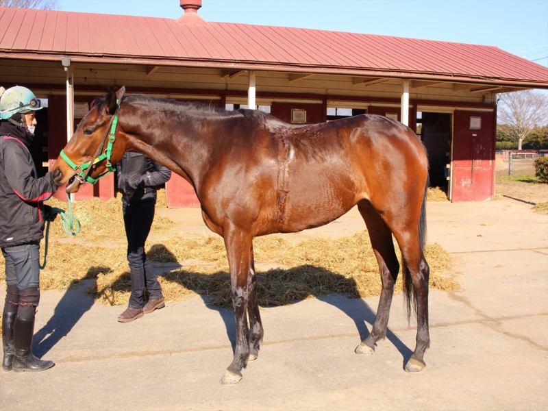 f:id:rockeyhy:20170107101131j:image:w226