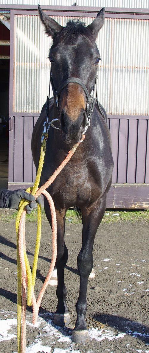 f:id:rockeyhy:20181214105547j:plain:w98