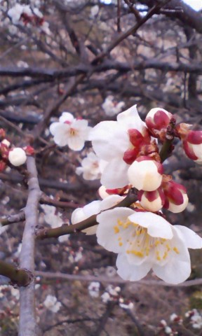 f:id:rockin_tender:20110317033912j:image