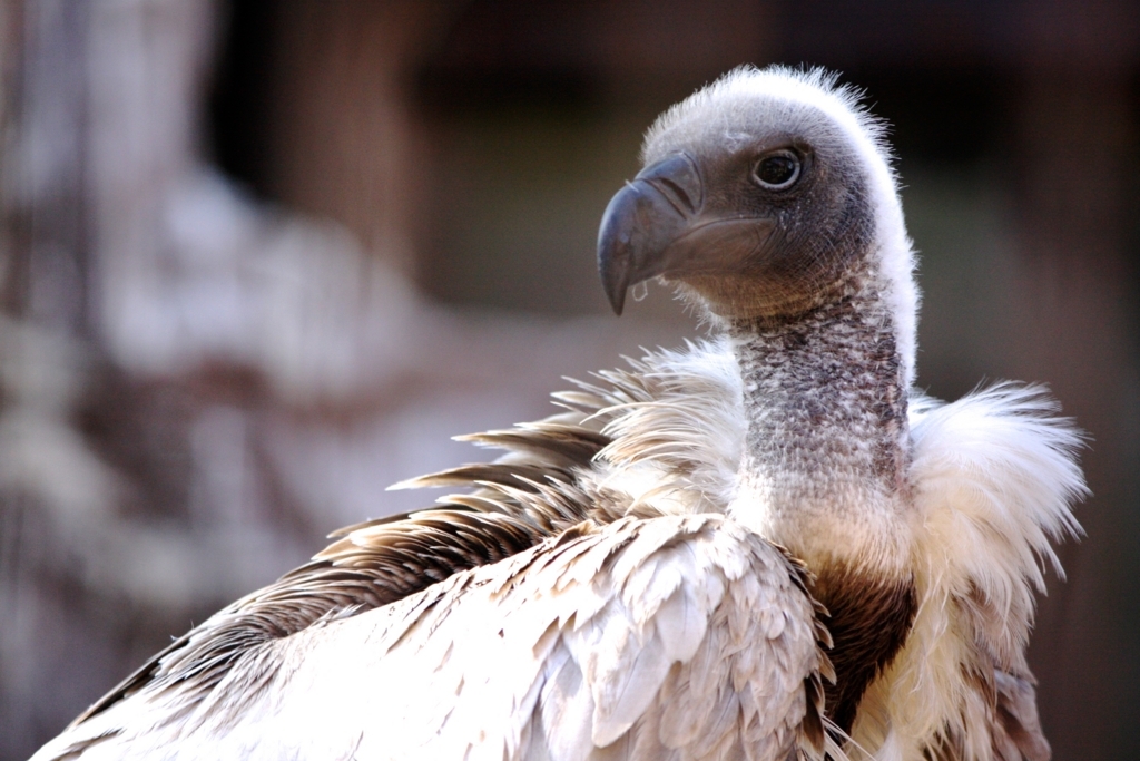 f:id:rockway:20180418134847j:plain