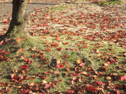 f:id:rockychack:20081112140118j:image