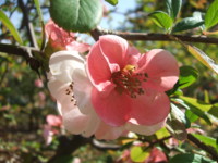 f:id:rockychack:20100408120916j:image
