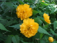 f:id:rockychack:20100410085129j:image