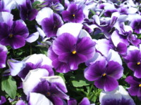 f:id:rockychack:20100410103249j:image